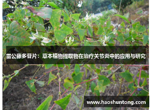 雷公藤多苷片:草本植物提取物在治疗关节炎中的应用与研究